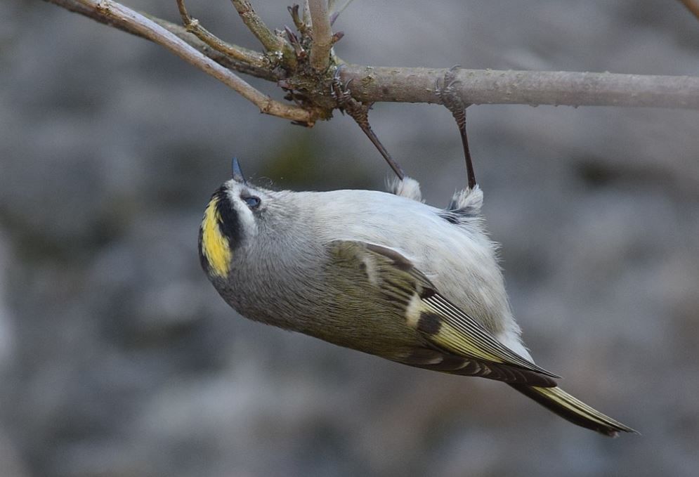 Golden-crowned kinglet